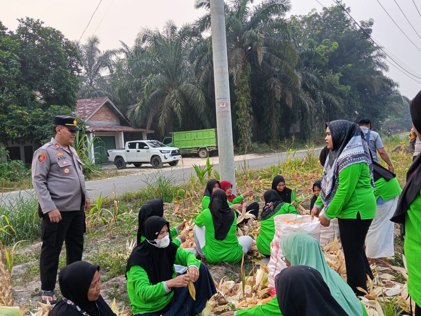 “Kapolsek Kampar Kembali Tunjukkan Komitmen Dukung Swasembada Pangan 2026, Panen Jagung Bersama KWT di Padang Mutung”