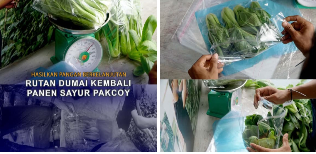 Hasilkan Pangan Berkelanjutan, Rutan Dumai Kembali Panen Sayur Pakcoy