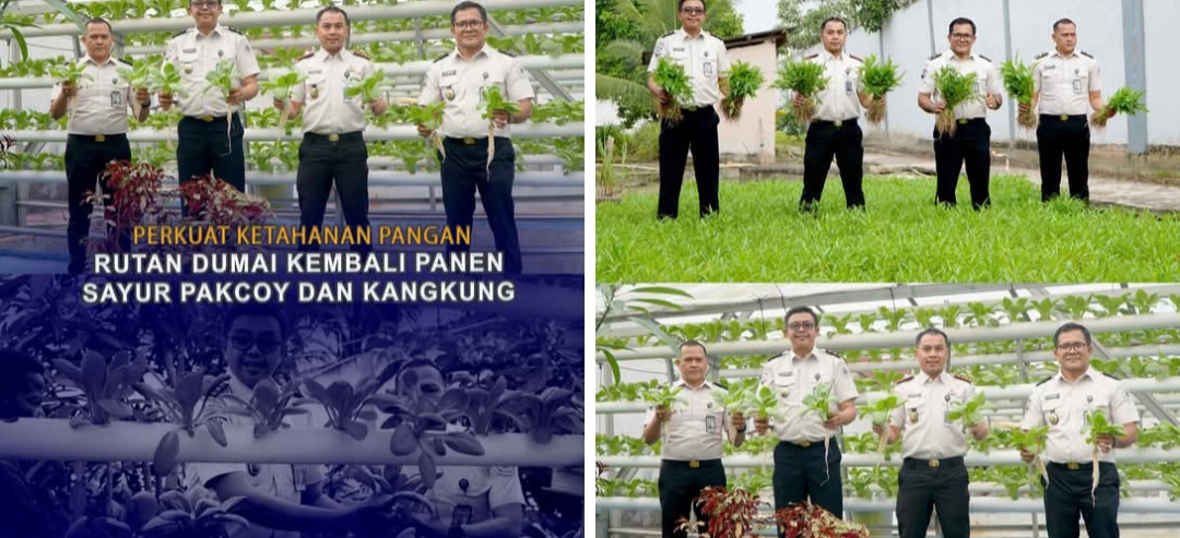 Perkuat Ketahanan Pangan, Rutan Kelas llB Dumai Kembali Panen Sayur Pakcoy dan Kangkung